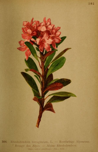 rhododendron-ferrugineum---rosage-des-alpes.jpg