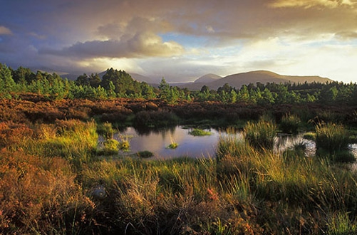 rothiemurchus-forest-looking-towards-the-cairngorm-mountains1.jpg