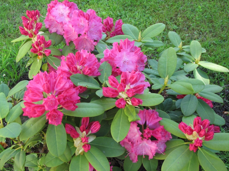 Rhododendron 2013.JPG