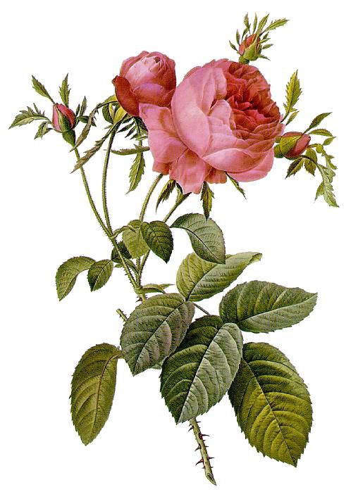 Rosa_centifolia_foliacea_17.jpg