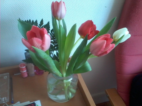 tulipes.jpg