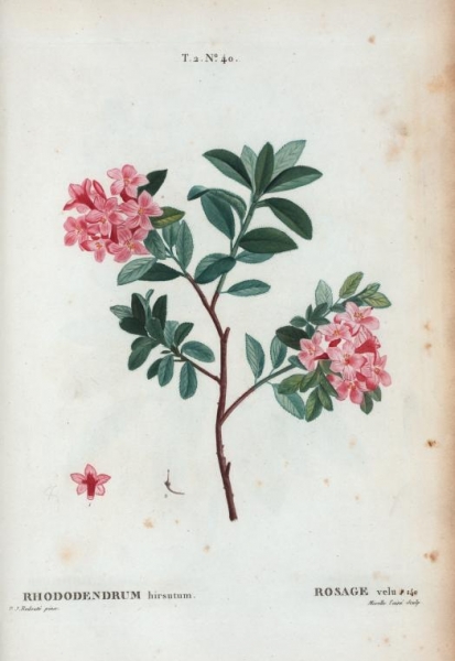 T2_40_Rhododendron_hirsutum_par_Pierre-Joseph_Redouté.jpeg