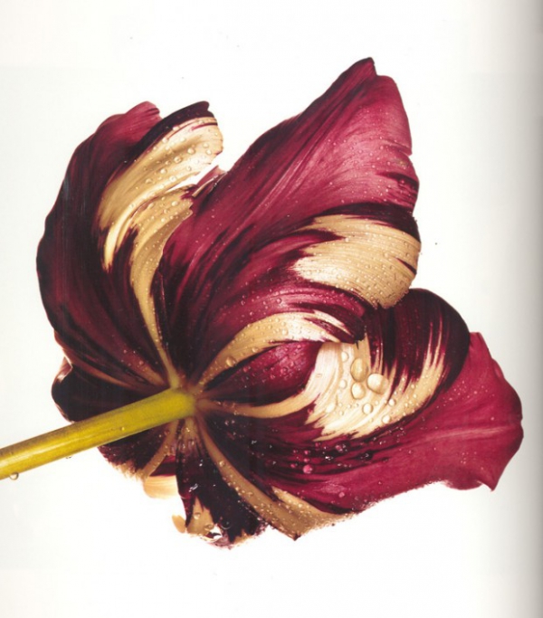 flowers_book_irving_penn_photographer_2.jpg