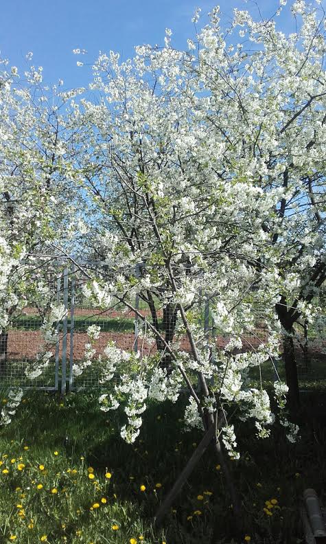arbre en fleurs sarajevo.jpg