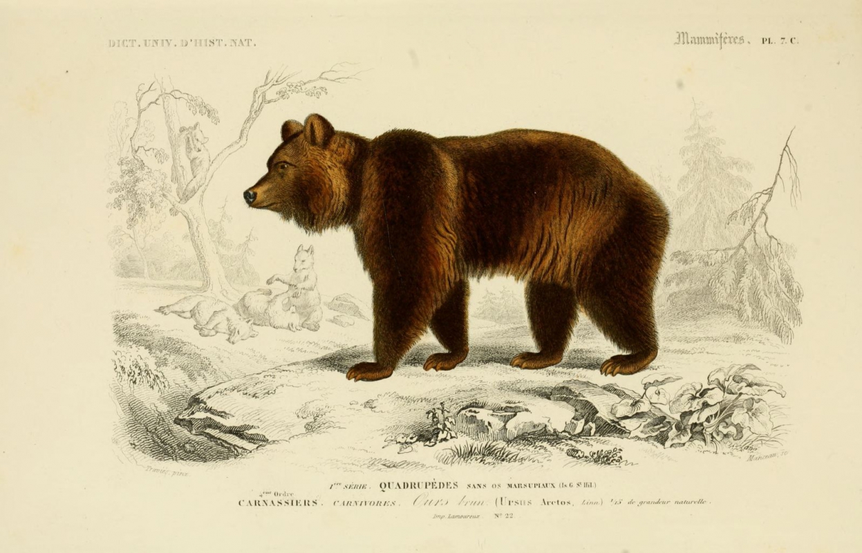 dessin mammifere 0073 ours brun - ursus arctos.jpg