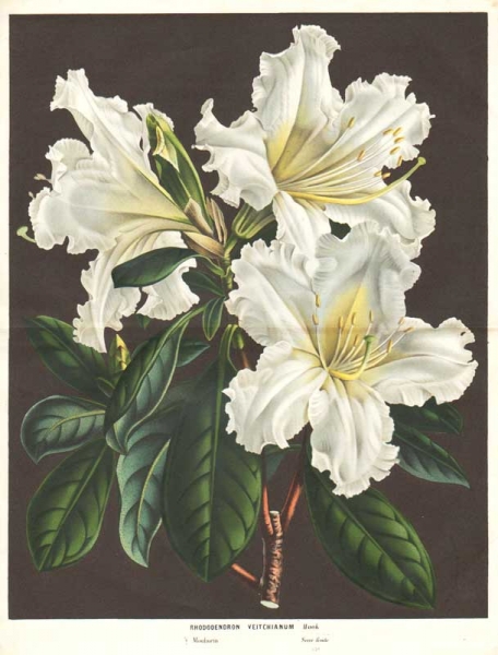 27844.Rhododendron.jpg