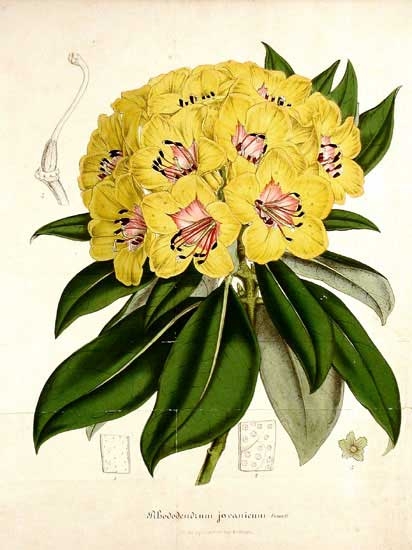 13050.Rhododendron.jpg