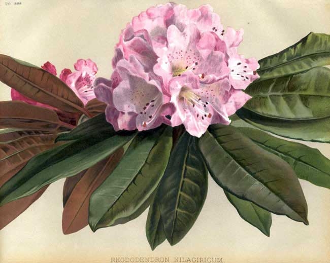 23207.Rhododendron.jpg