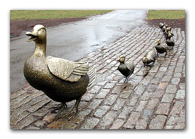 ducks-boston.jpg