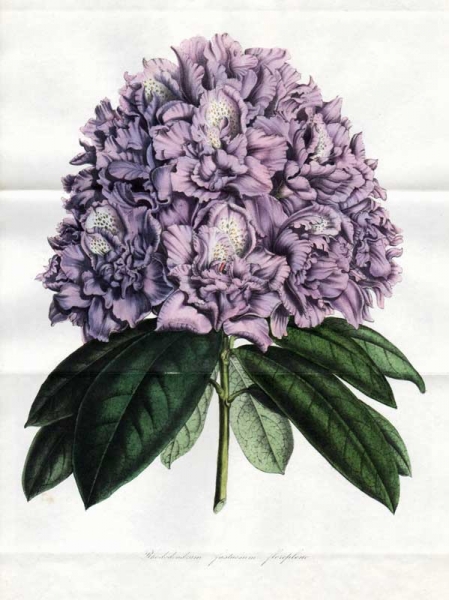 27981.Rhododendron.jpg